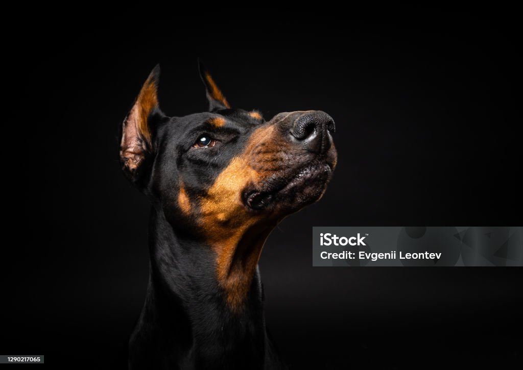 doberman